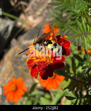 Große vierfleckige Scoliid Wasp (Pygodasis quadrimaculata) Stockfoto