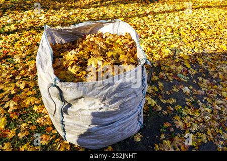 Big Bag voller gefallener Blätter, gefallene Blätter in großen weißen Polypropylen-Industriesäcken, PP-Beutel Stockfoto