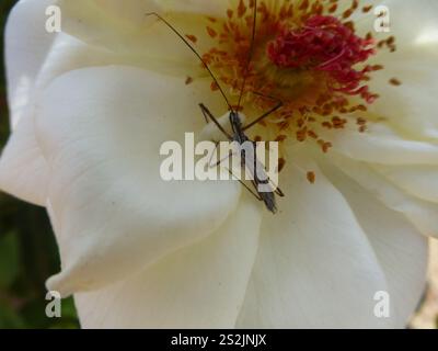 Vierschürzter Käfer (Zelus tetracanthus) Stockfoto