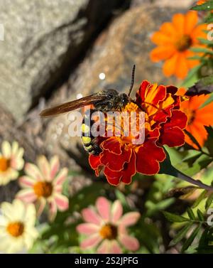 Große vierfleckige Scoliid Wasp (Pygodasis quadrimaculata) Stockfoto
