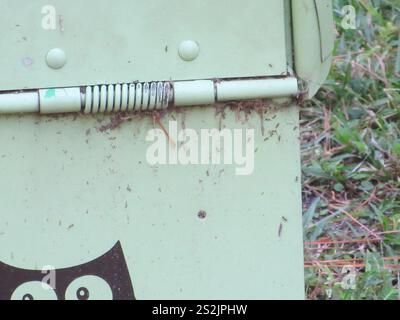 Rote importierte Feueramse (Solenopsis invicta) Stockfoto