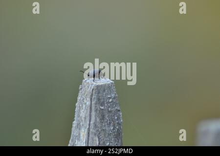 Schwarz durchstochener Blattkäfer (Galeruca tanaceti) Stockfoto