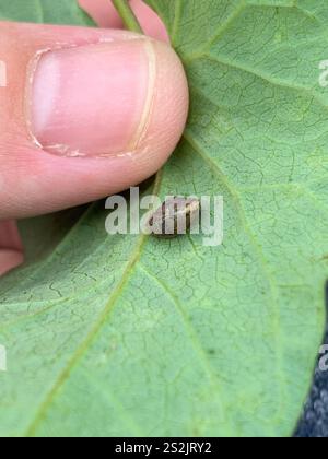 Erdbeerschnecke (Trochulus striolatus) Stockfoto