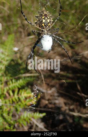 Common Garden Orbweb Spider (Argiope australis) Stockfoto