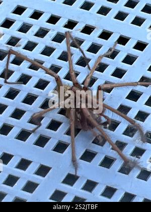 Riesenhausspinne (Eratigena duellica) Stockfoto
