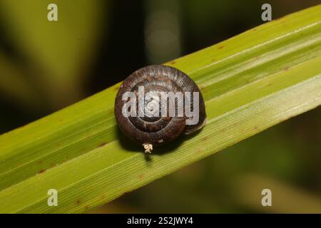 Erdbeerschnecke (Trochulus striolatus) Stockfoto