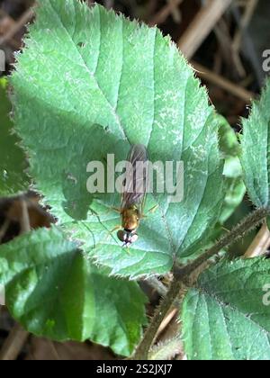 Centurion Fly (Sargus bipunctatus) mit zwei Punkten Stockfoto