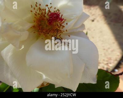 Vierschürzter Käfer (Zelus tetracanthus) Stockfoto