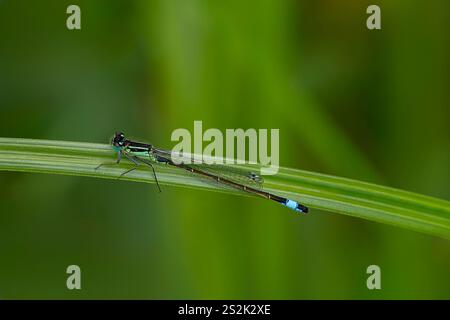 Männliche Blauschwanz-Damselfliege (Ischnura elegans) auf einem grünen Aderblatt - RSPB Old Moor, South Yorkshire Stockfoto