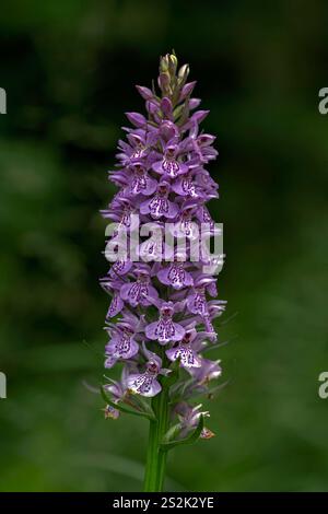 Der Blütenstachel der Gemeinen gefleckten Orchidee (Dactylorhiza maculata subsp. Fuchsii). Stockfoto