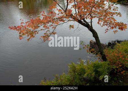 Herbstliche Laubbäume in voller Farbe in Ontario Stockfoto