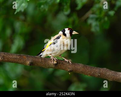 Ein einzelner erwachsener Goldfinch (Carduelis carduelis), der auf einem Baumzweig sitzt, nach rechts gerichtet, fotografiert gegen eine grüne Hecke im RSPB Dearne Valley. Stockfoto