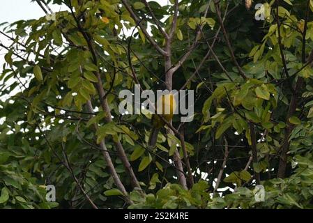 Bulbul (Rubigula flaviventris) Stockfoto