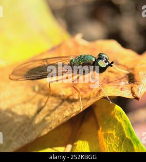 Centurion Fly (Sargus bipunctatus) mit zwei Punkten Stockfoto