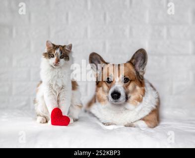 Zwei niedliche Freunde, Katze und Hund Corgi, sitzen neben dem Symbol der Liebe rotes Herz am valentinstag Stockfoto