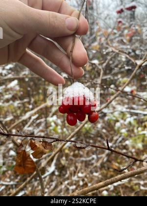 Amerikanischer Hochbusch Cranberry (Viburnum opulus americanum) Stockfoto