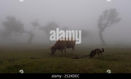 Eine Kuh und ein Hund grasen zusammen auf einem nebeligen Feld, umgeben von verstreuten, silhouettenreichen Bäumen. Die nebelige Atmosphäre vermittelt Ruhe und ländlichen Charme. Stockfoto