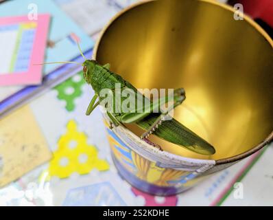Große grüne Grasshopper (Chondracris rosea) Stockfoto