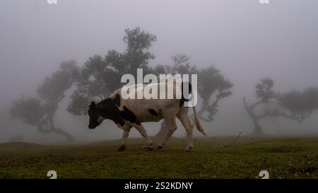 Eine schwarz-weiße Kuh, die über eine nebelige Wiese mit verdrehten Bäumen im Hintergrund spaziert, was eine ruhige und geheimnisvolle ländliche Atmosphäre hervorruft. Stockfoto