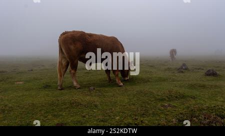 Eine braune Kuh weidet auf einer nebeligen Wiese mit einer anderen Kuh im Hintergrund, umgeben von Nebel und üppigem Grün in einer ruhigen ländlichen Umgebung. Stockfoto