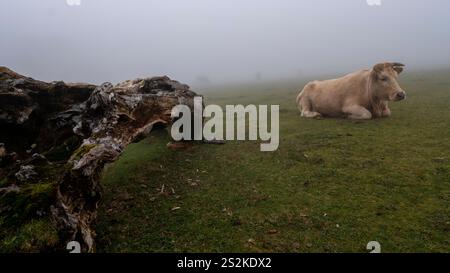 Eine helle Kuh auf einer nebeligen Wiese, in der Nähe eines verwitterten Baumstamms, umgeben von Nebel und weichem Grün in einer ruhigen Umgebung. Stockfoto