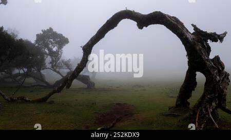 Ein gebogener und verwitterter Baumstamm, der sich über eine nebelige Wiese erhebt, umgeben von Nebel und verstreuten Bäumen, schafft eine stimmungsvolle und ruhige Atmosphäre. Stockfoto