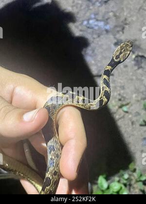 Rautenaugenschlange (Leptodeira rhombifera) Stockfoto