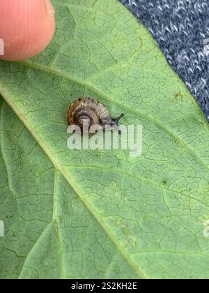 Erdbeerschnecke (Trochulus striolatus) Stockfoto