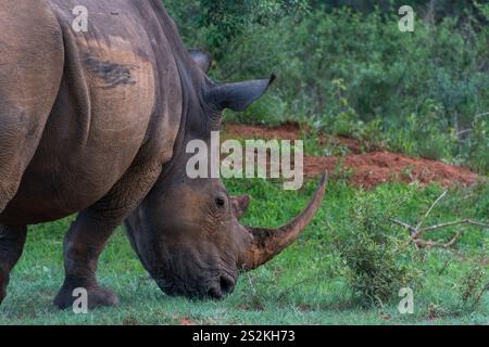 Ein weißes Nashorn (Ceratotherium simum), das in seinem natürlichen Lebensraum auf Gras weidet, vor einer üppig grünen Savannenlandschaft in Afrika. Stockfoto