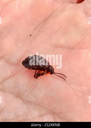 Schwarz durchstochener Blattkäfer (Galeruca tanaceti) Stockfoto