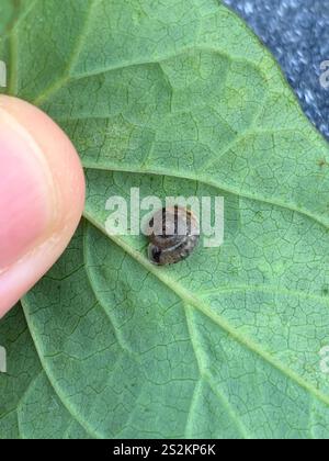 Erdbeerschnecke (Trochulus striolatus) Stockfoto