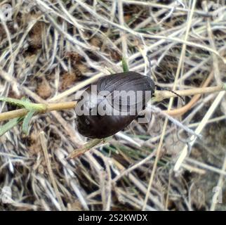 Schwarz durchstochener Blattkäfer (Galeruca tanaceti) Stockfoto