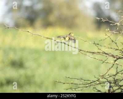 Grünlandgelbfink (Sicalis luteola) Stockfoto