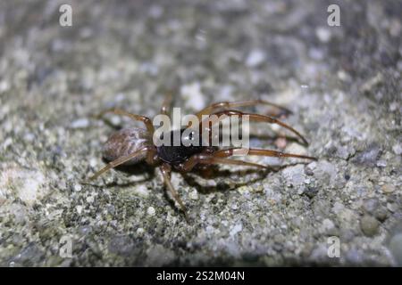 Breiter SAC-Spider (Trachelas tranquillus) Stockfoto