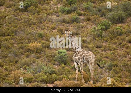 Giraffe im wilden Afrika-Habitat Stockfoto
