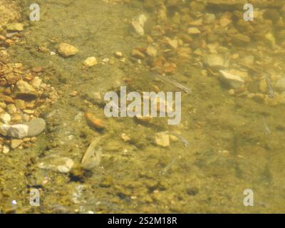 Westliche Moskitofisch (Gambusia affinis) Stockfoto