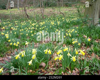 Wilde Narzissen blühen im Spätwinter in einem Buchenwald in Stourhead in Wiltshire. Stockfoto