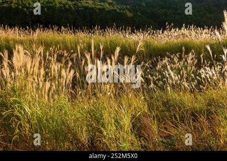 Sengokuhara Pampas Grasfelder im Fuji Hakone Izu Nationalpark in Hakone Japan Stockfoto