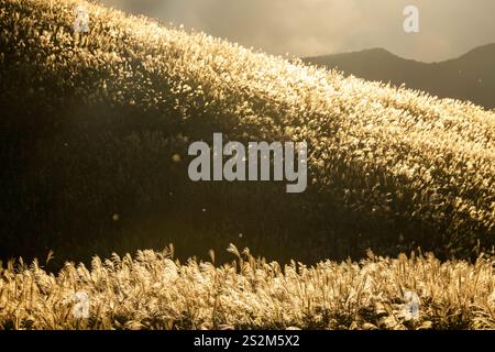 Sengokuhara Pampas Grasfelder im Fuji Hakone Izu Nationalpark in Hakone Japan Stockfoto