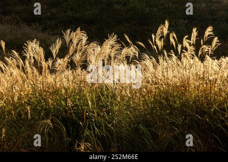 Sengokuhara Pampas Grasfelder im Fuji Hakone Izu Nationalpark in Hakone Japan Stockfoto