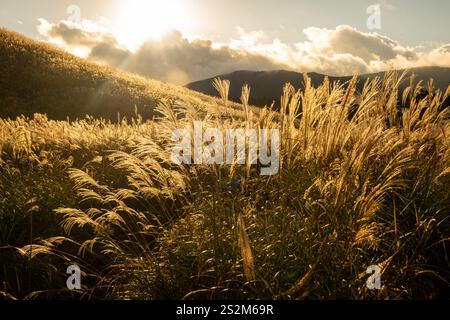 Sengokuhara Pampas Grasfelder im Fuji Hakone Izu Nationalpark in Hakone Japan Stockfoto