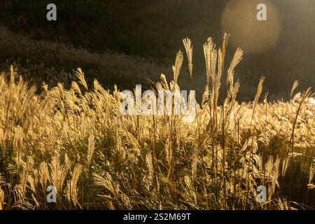 Sengokuhara Pampas Grasfelder im Fuji Hakone Izu Nationalpark in Hakone Japan Stockfoto