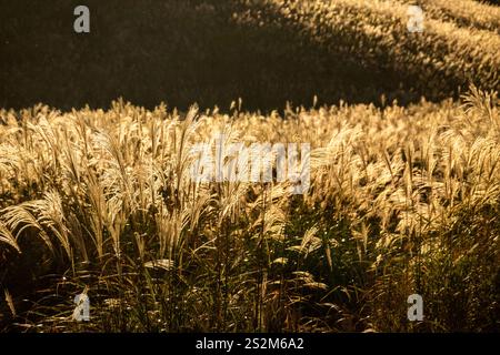 Sengokuhara Pampas Grasfelder im Fuji Hakone Izu Nationalpark in Hakone Japan Stockfoto