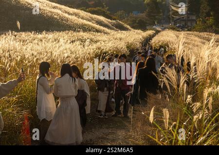 Sengokuhara Pampas Grasfelder im Fuji Hakone Izu Nationalpark in Hakone Japan Stockfoto