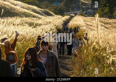 Sengokuhara Pampas Grasfelder im Fuji Hakone Izu Nationalpark in Hakone Japan Stockfoto