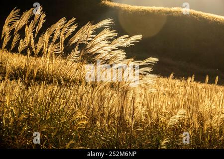 Sengokuhara Pampas Grasfelder im Fuji Hakone Izu Nationalpark in Hakone Japan Stockfoto
