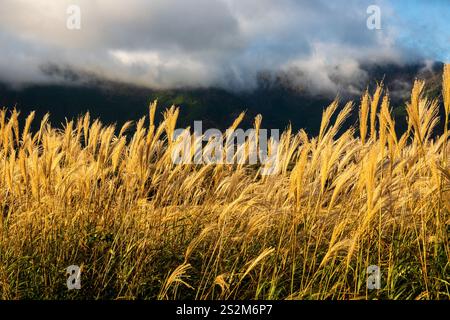 Sengokuhara Pampas Grasfelder im Fuji Hakone Izu Nationalpark in Hakone Japan Stockfoto