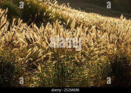 Sengokuhara Pampas Grasfelder im Fuji Hakone Izu Nationalpark in Hakone Japan Stockfoto