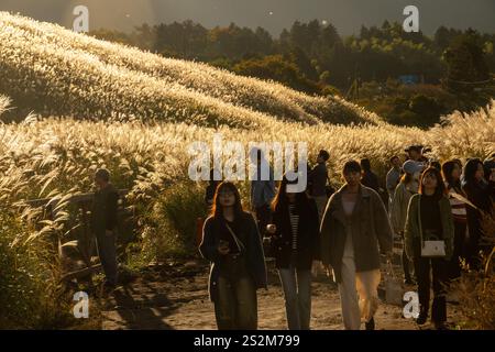 Sengokuhara Pampas Grasfelder im Fuji Hakone Izu Nationalpark in Hakone Japan Stockfoto