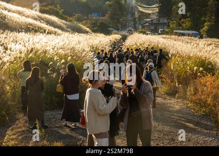 Sengokuhara Pampas Grasfelder im Fuji Hakone Izu Nationalpark in Hakone Japan Stockfoto